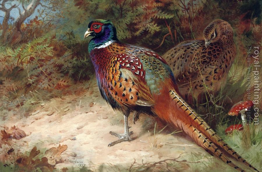 Archibald Thorburn : Cock and hen pheasant in the undergrowth